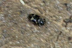 Litargus balteatus