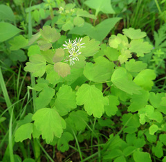 Thalictrum baicalense