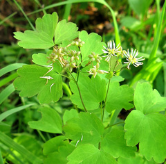 Thalictrum baicalense
