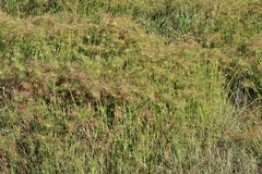 Cyperus prolifer