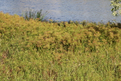 Cyperus prolifer