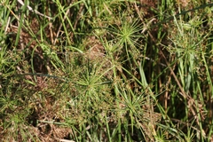 Cyperus prolifer