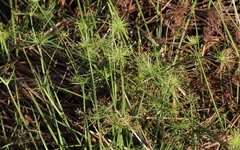 Cyperus prolifer