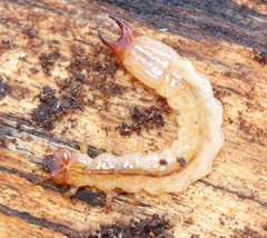 Dendroides canadensis