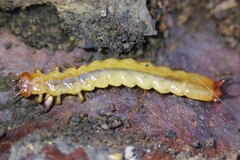 Dendroides canadensis
