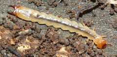 Dendroides canadensis