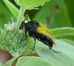 Macrosiagon flavipennis