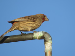 Haemorhous mexicanus