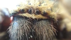 Polybetes pythagoricus