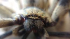 Polybetes pythagoricus