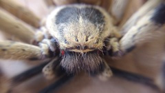 Polybetes pythagoricus