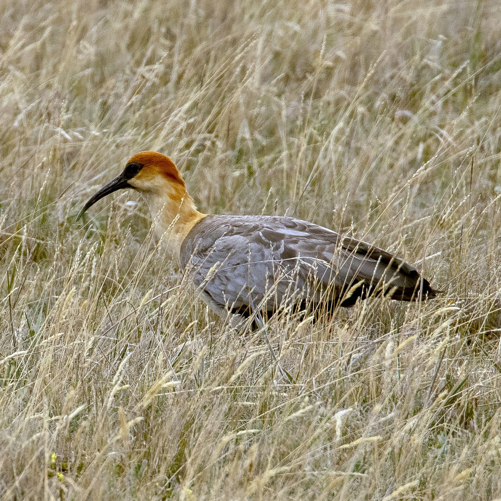 Andean Ibis