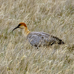 Theristicus branickii