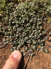 Euphorbia polycarpa polycarpa