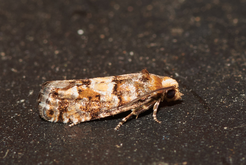 White Pine Coneborer Moth photo 3