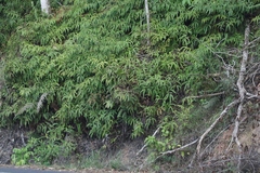 Dicranopteris