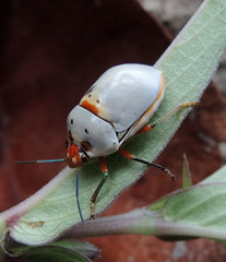 Augocoris illustris