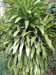 Dracaena fragrans