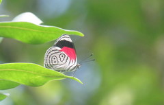 Diaethria neglecta neglecta