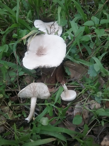 Melanoleuca lewisii image