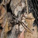 Tree-wolf Fishing Spider - Photo (c) Malcolm Tattersall, some rights reserved (CC BY-NC-SA)