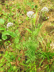 Valeriana alternifolia