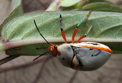 Augocoris illustris