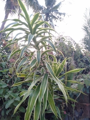 Dracaena angustifolia