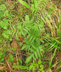 Valeriana alternifolia