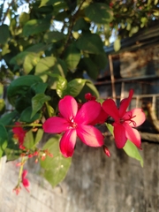 Jatropha integerrima