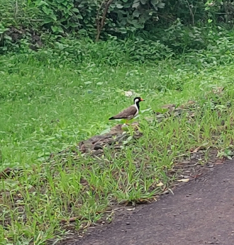 Red-wattled Lapwing
