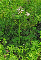 Valeriana alternifolia