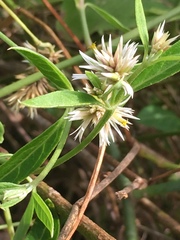Alternanthera echinocephala