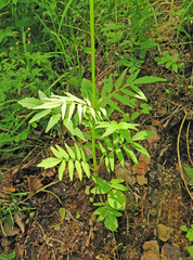 Valeriana alternifolia