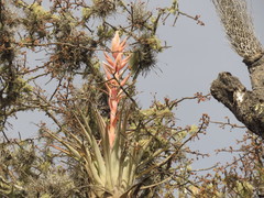 Tillandsia bourgaei