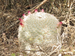 Mammillaria haageana conspicua
