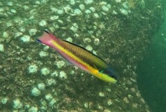 Cortez Rainbow Wrasse photo 2