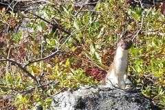 Mustela