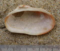 Barbatia novaezealandiae