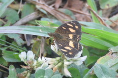Telenassa berenice