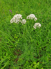 Valeriana alternifolia