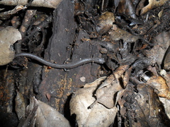 Batrachoseps major major