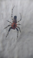 Alpaida gallardoi