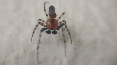 Alpaida gallardoi