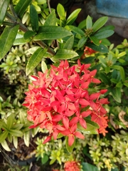 Ixora coccinea