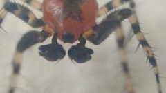 Alpaida gallardoi