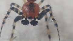 Alpaida gallardoi