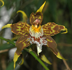 Oncidium hallii