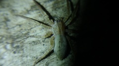 Arachosia praesignis