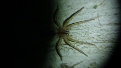 Arachosia praesignis